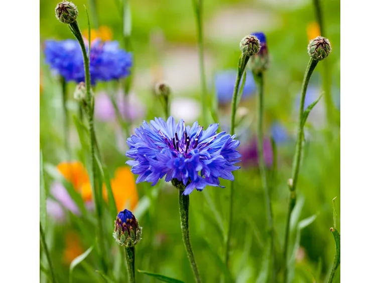 fiordaliso