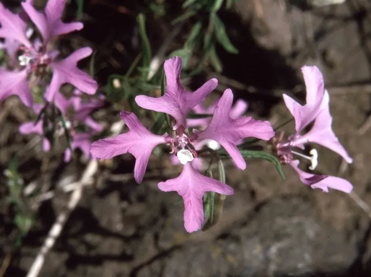 clarkia pulchella