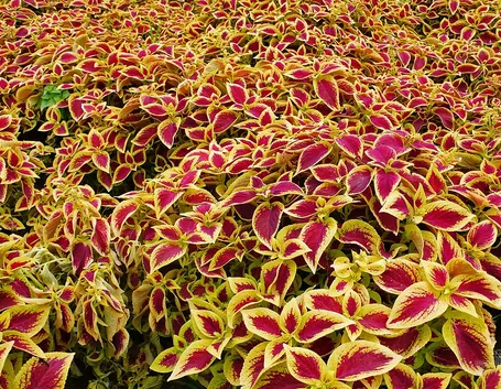 Coleus blumei