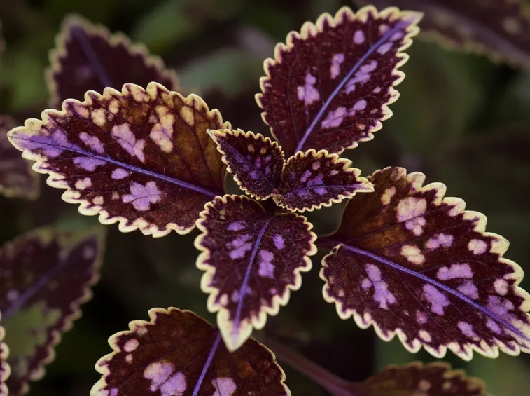 Coleus