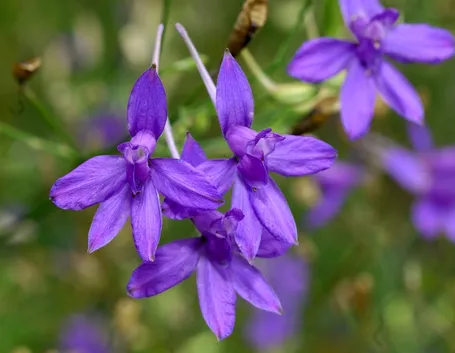 Delphinium