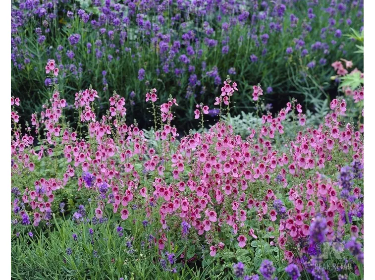 Diascia