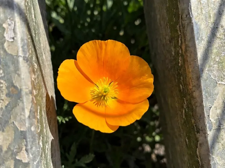Papavero della California