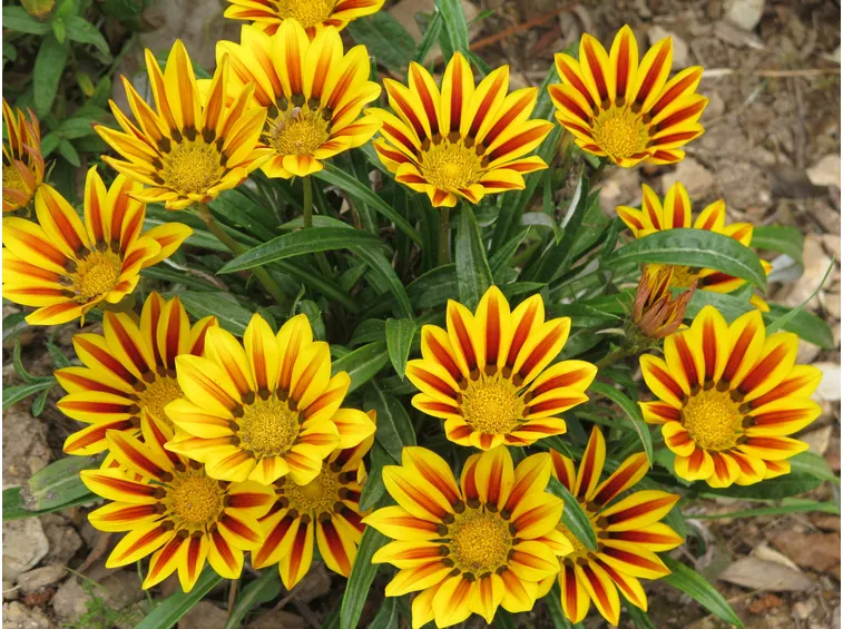 Gazania