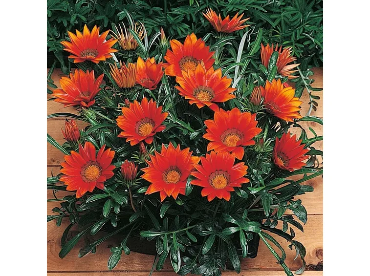 gazania