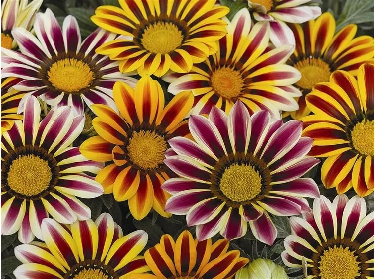 gazania