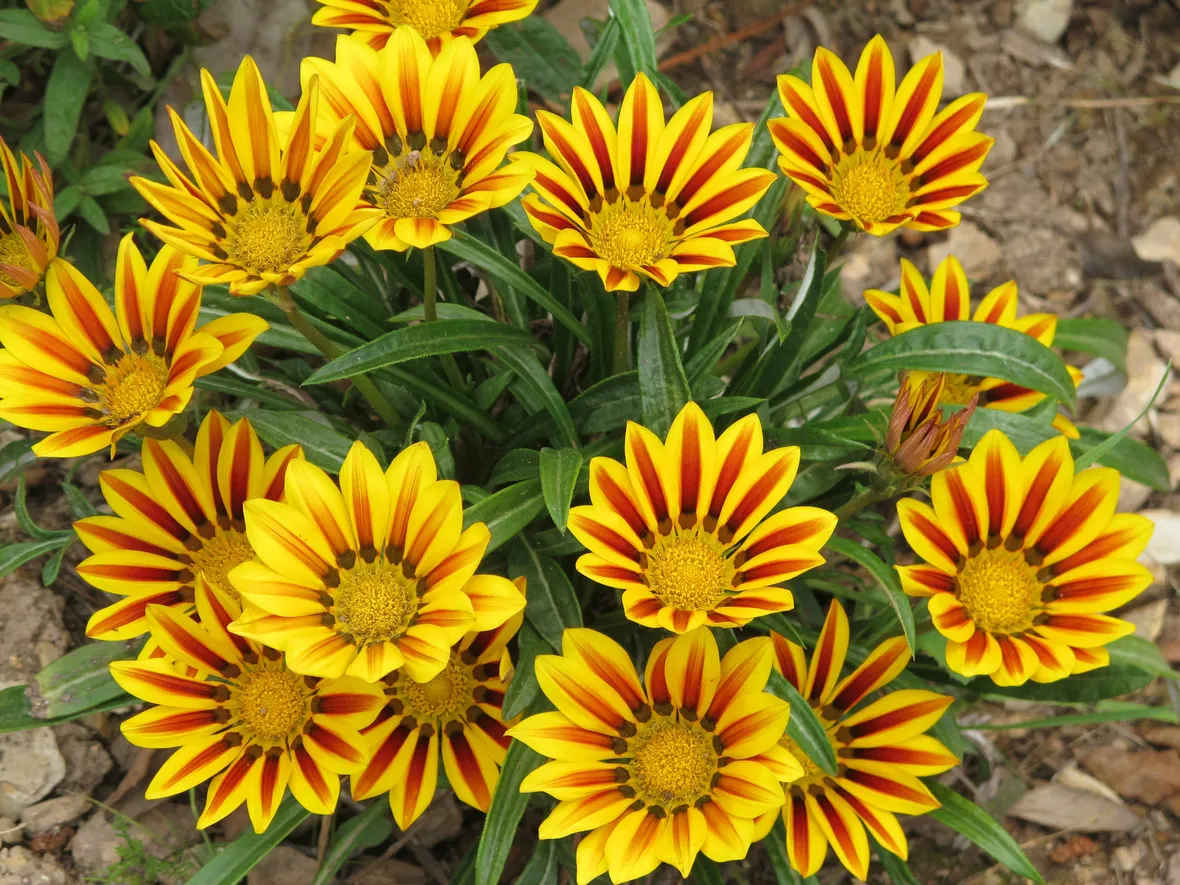 Gazania