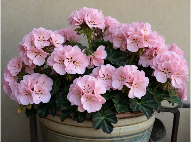 pelargonium lord bute