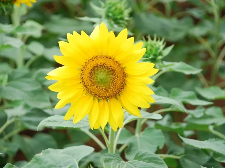 girasole