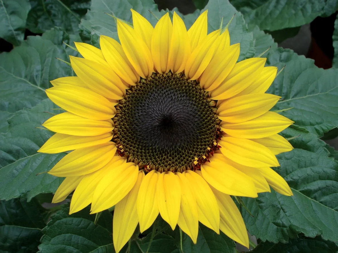 Girasole