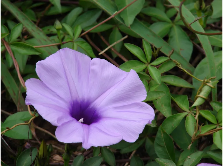 ipomea