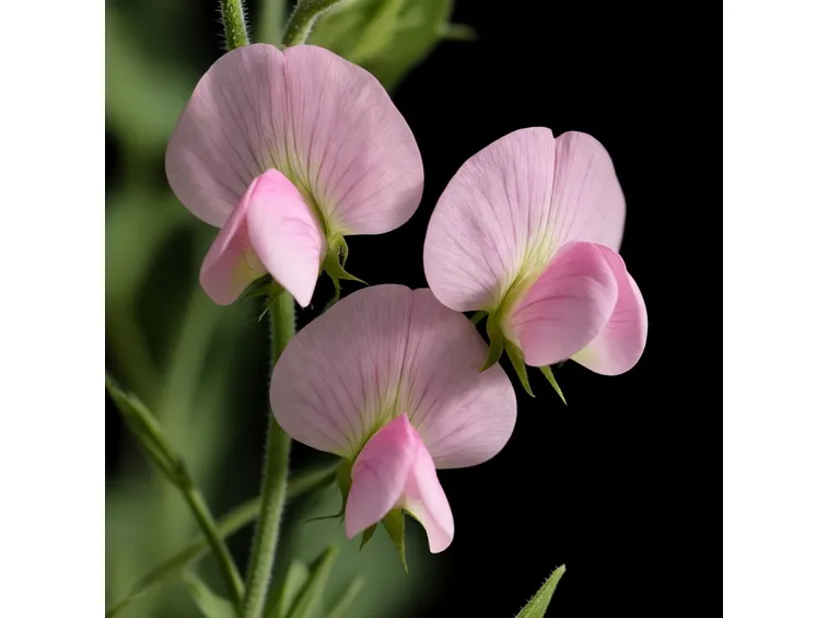 pisello odoroso