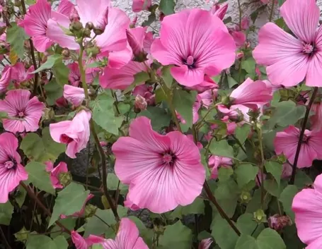 Lavatera