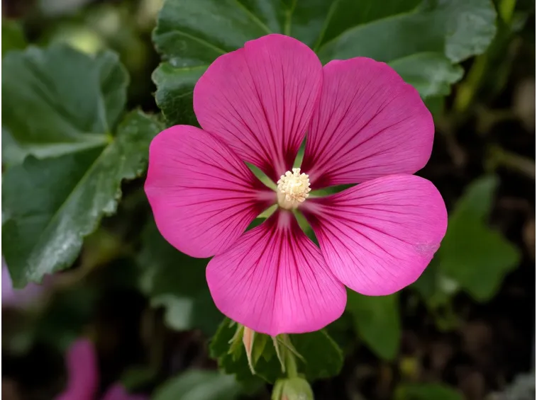 Lavatera