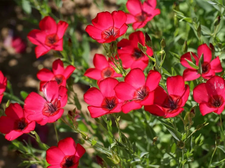 Linum grandiflorum