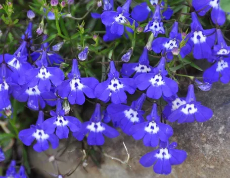 Lobelia