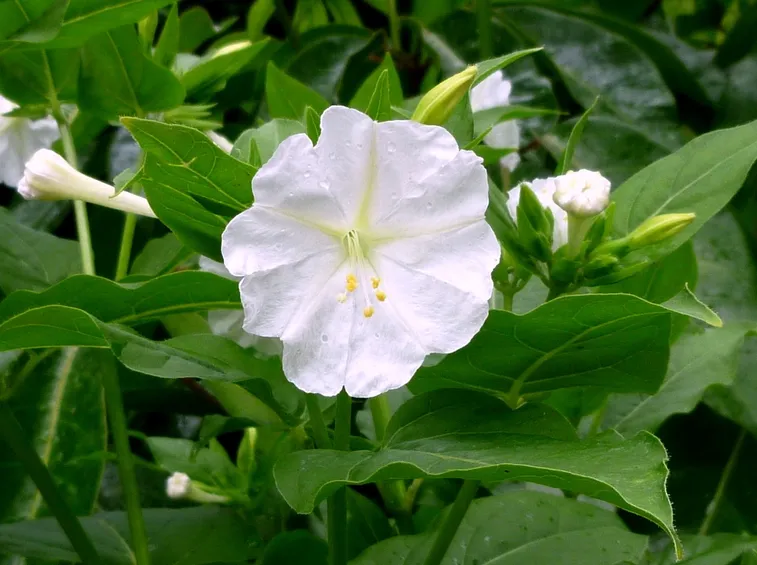 mirabilis jalapa