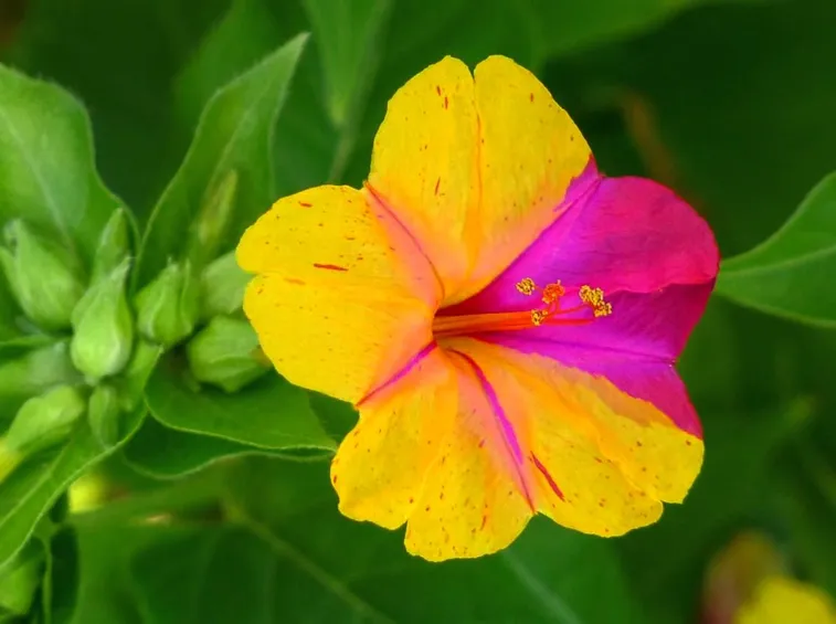 Mirabilis