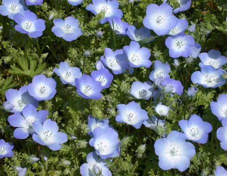 Nemophila