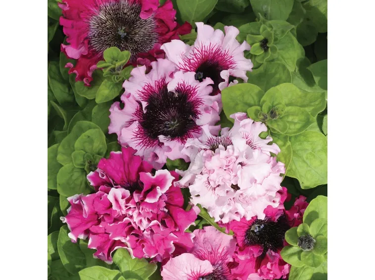 petunia ibrida