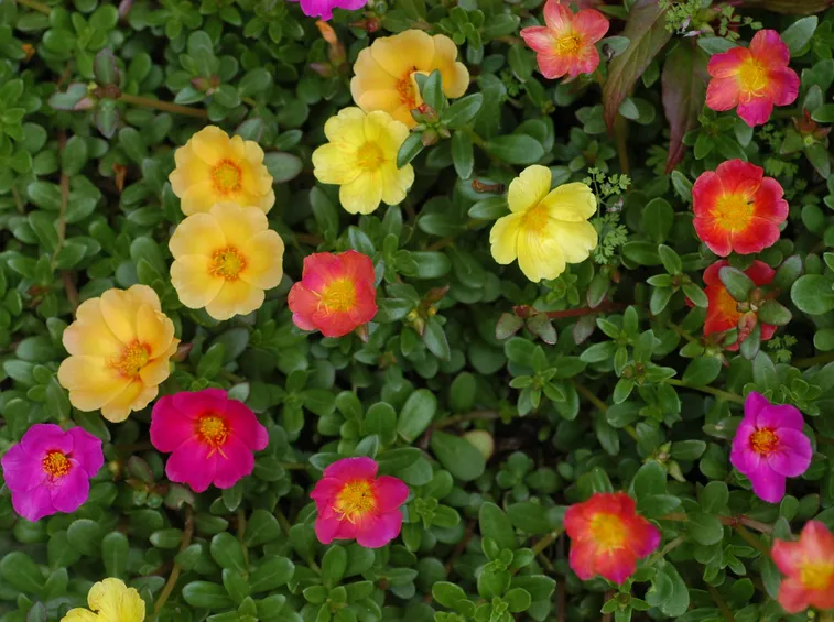 portulaca