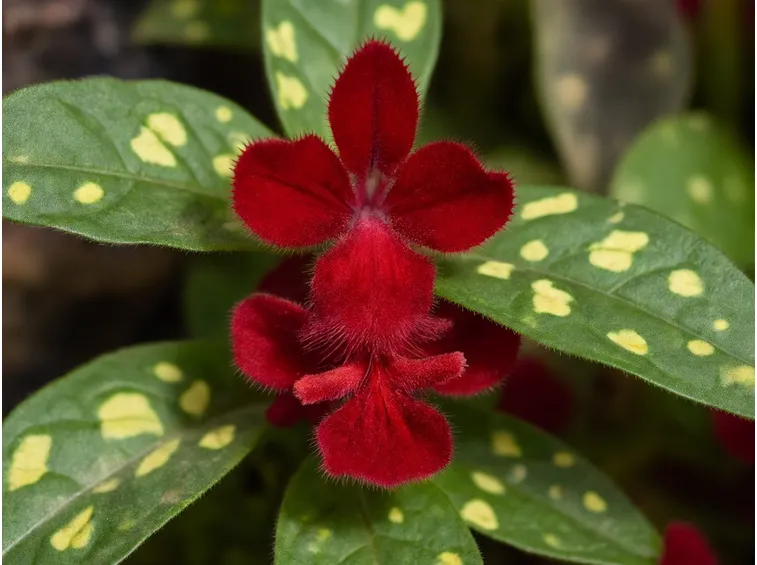 salvia splendens dancing flames