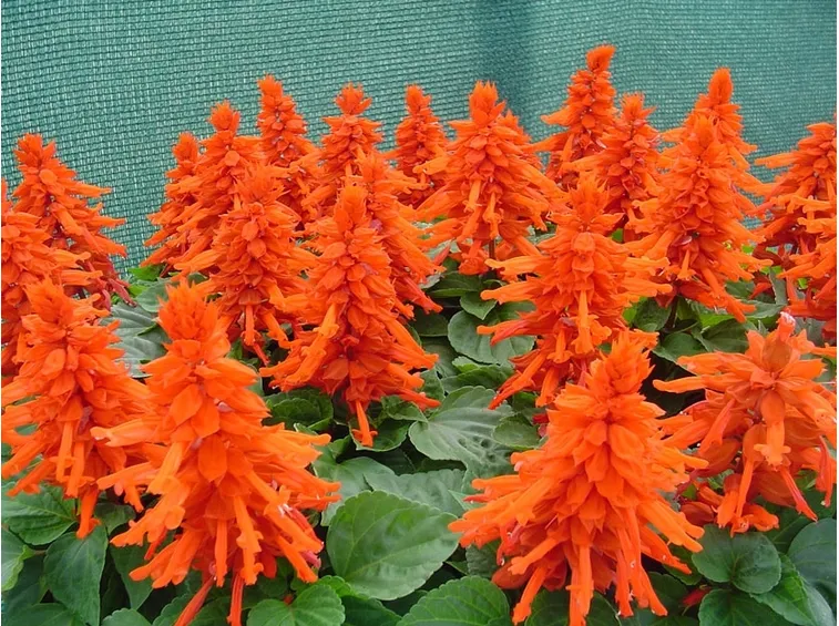 salvia splendente