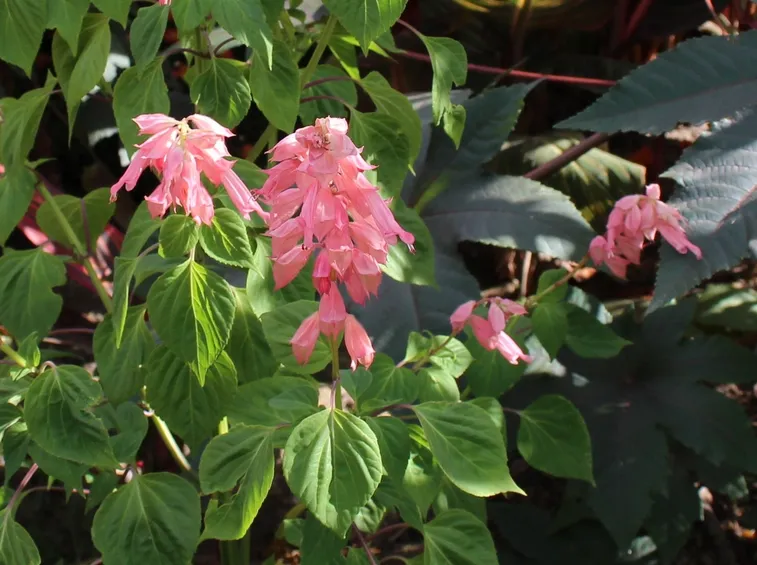 salvia splendens