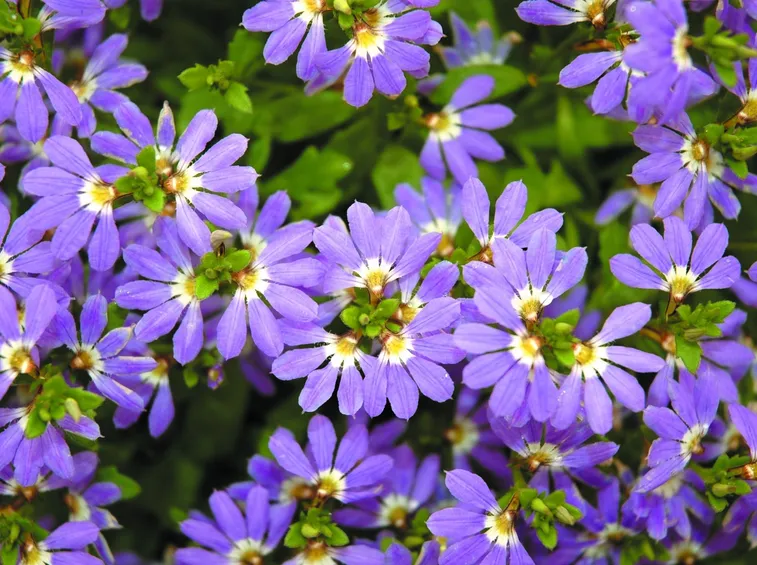 scevola