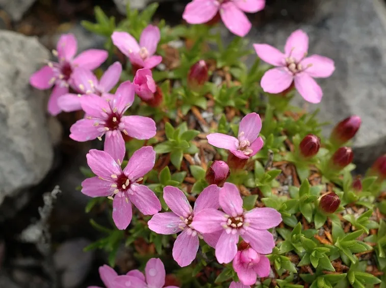 Silene