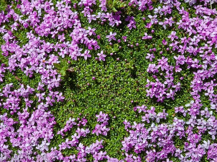 silene acaulis