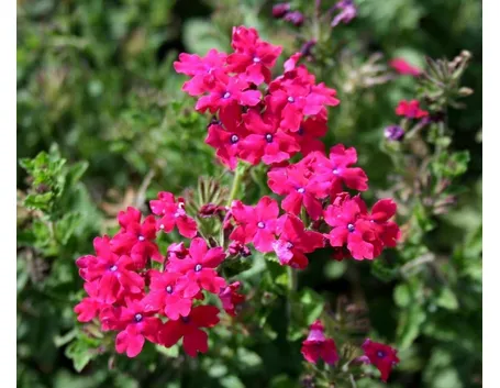 verbena temari