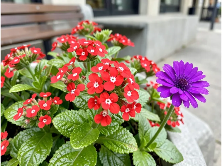 Verbena  