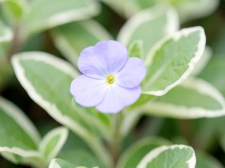 fiori pervinca