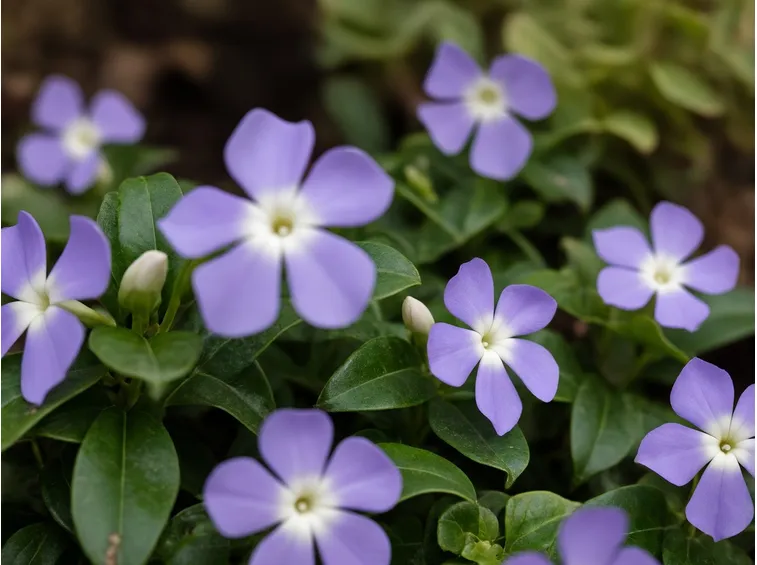 fiore pervinca
