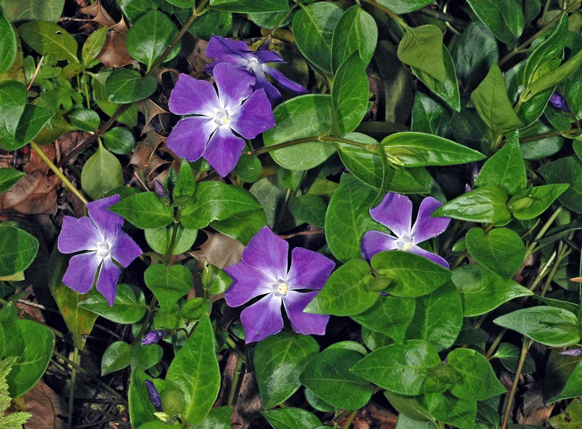 Pervinca