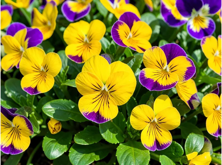 Viola hybrida