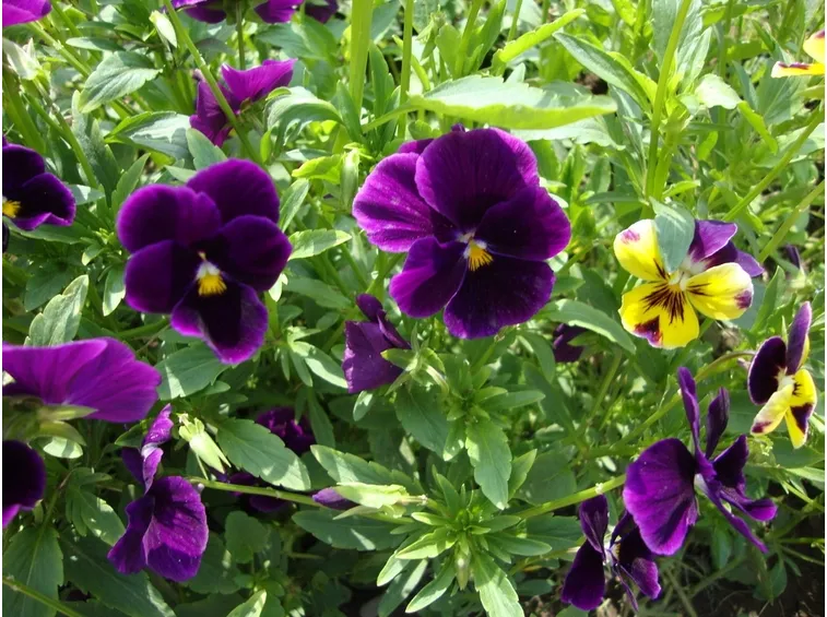 viole hybride