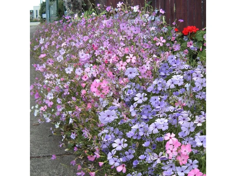 fiori