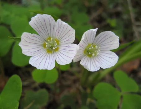 Fiori pianta acetosella