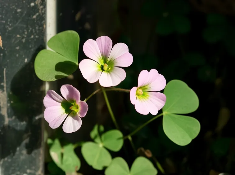 Fiori pancuculo