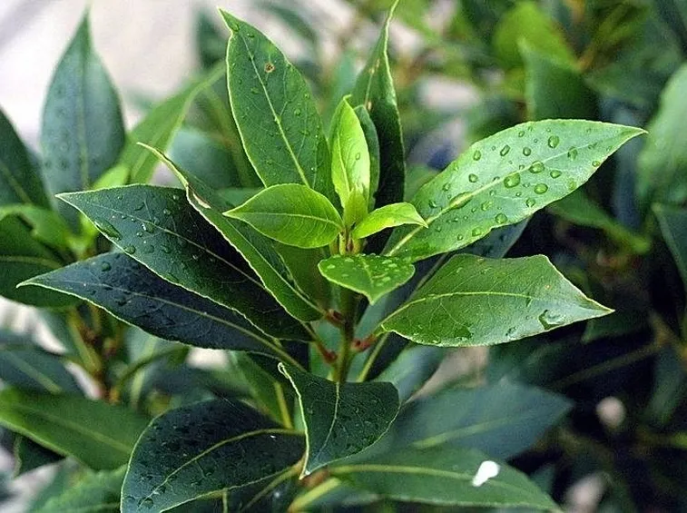 Irrigazione alloro