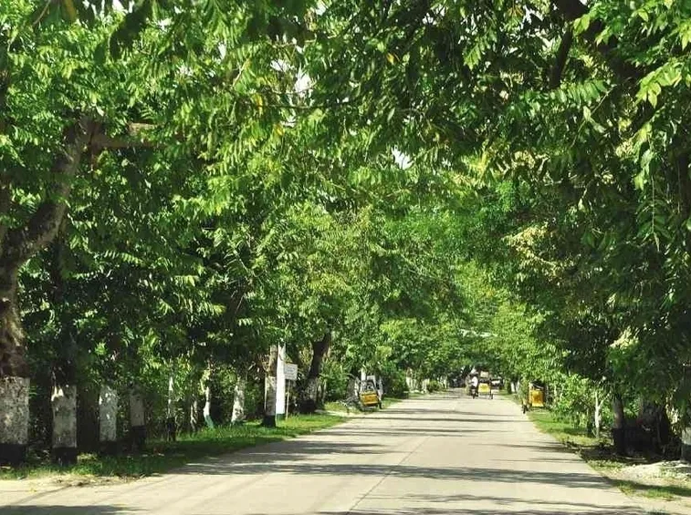 cananga odorata