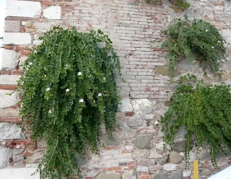 Pianta del cappero