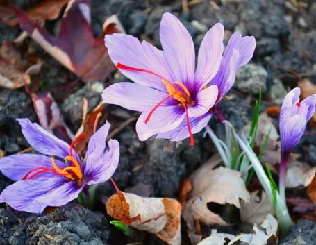 Fiori zafferano