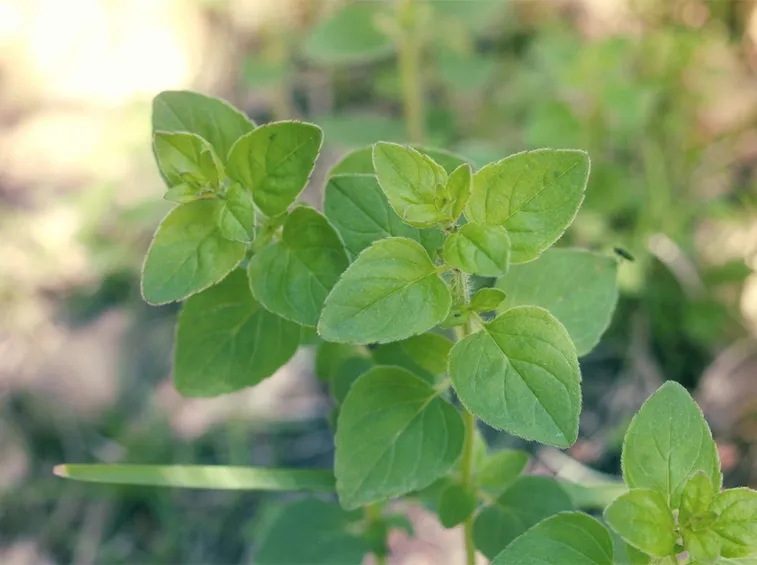 origano