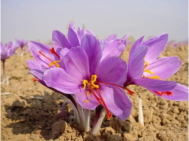 fiori zafferano