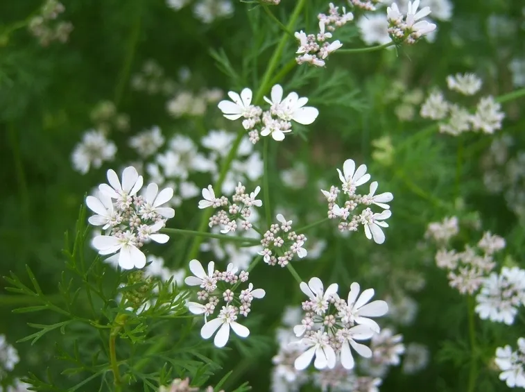 coriandolo