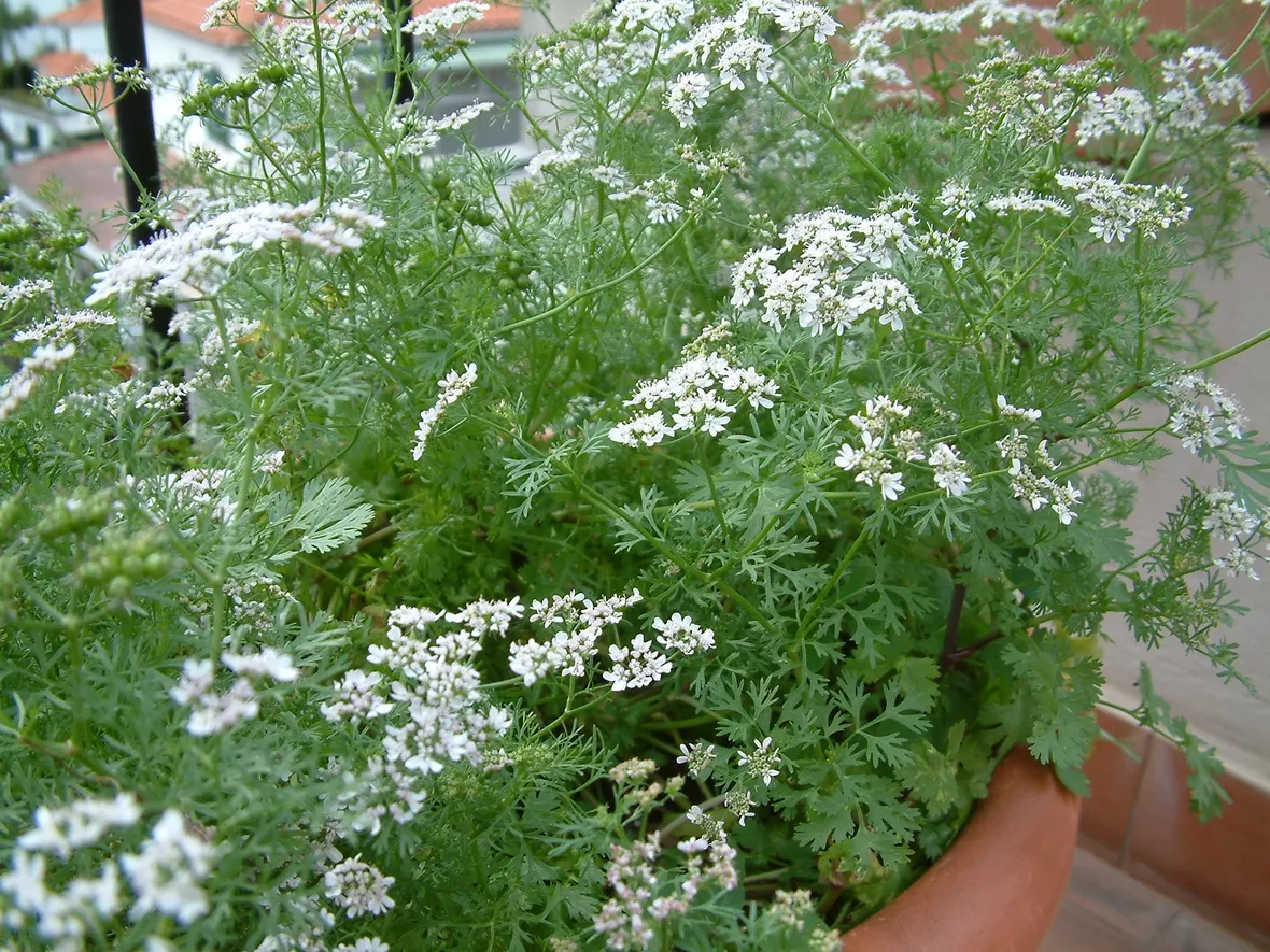 Coriandolo