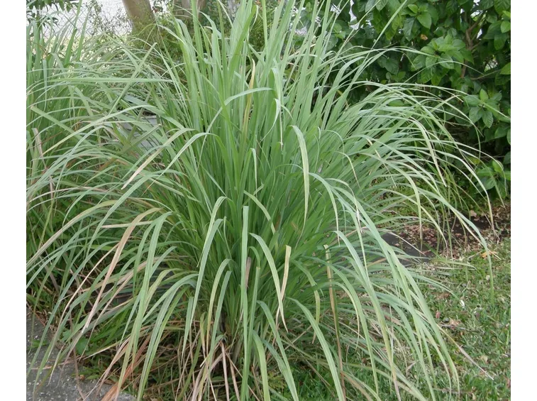 Citronella